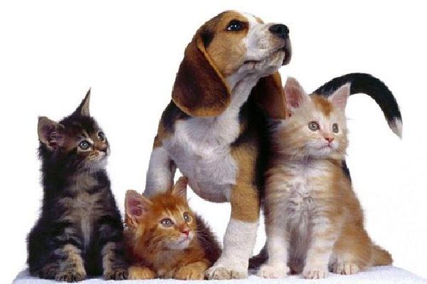 Vendita prodotti ad uso veterinario
