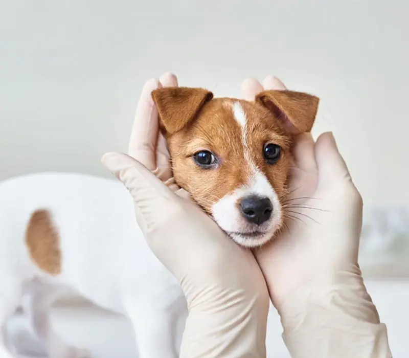Farmacia Veterinaria