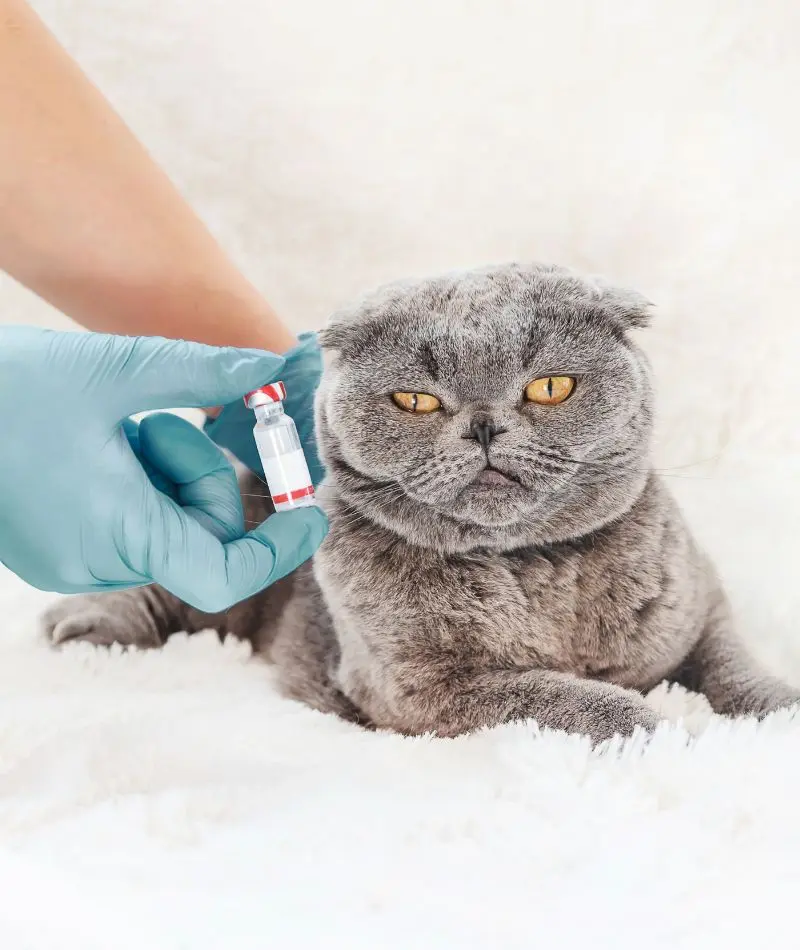 Farmaci Personalizzati per Animali